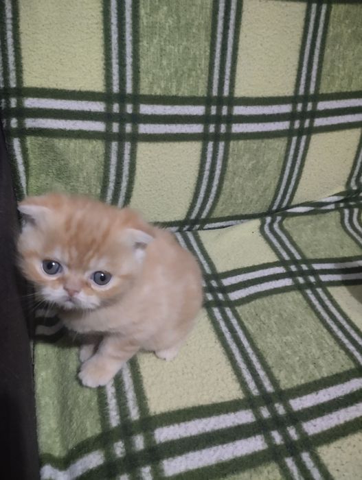 Продаются котята вислоухий и экзот