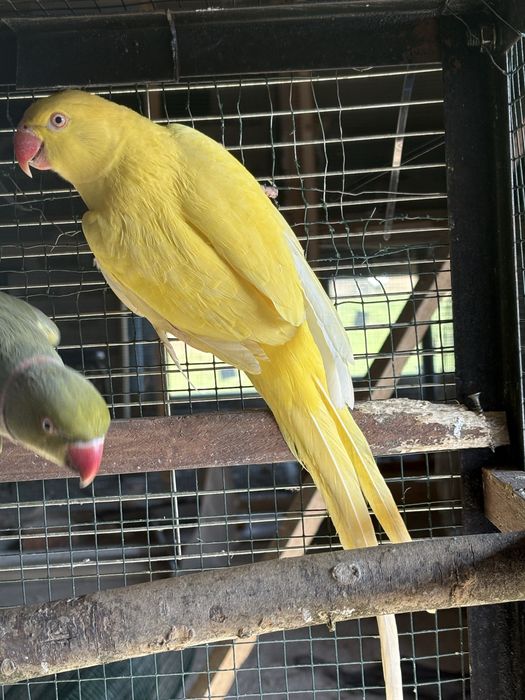 Разменям малки Александъри