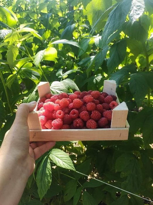 Продавам разсад малини