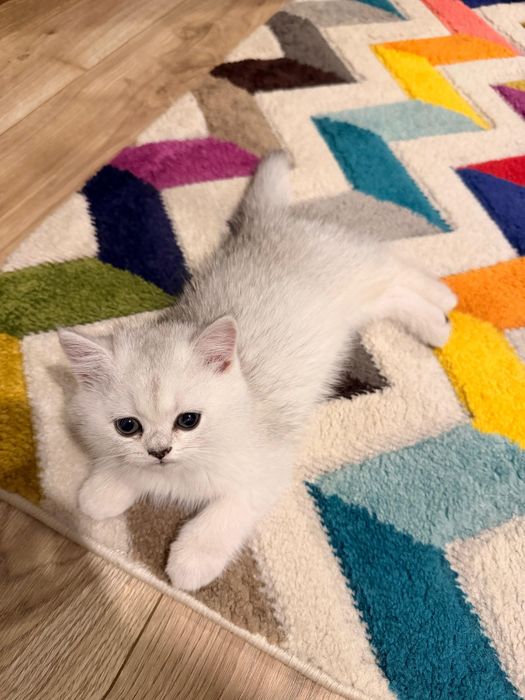 British shorthair Silver