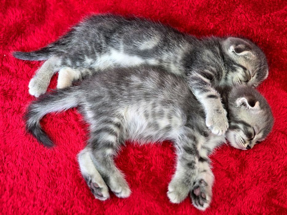 Котята вислоухие Scottish Fold