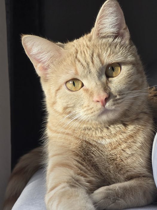 Кошка рыжая ищет дом