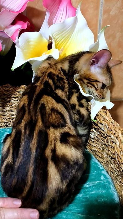 ЗОЛОТОЙ бенгальский Котёнок