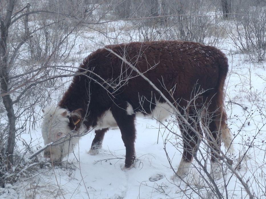 Продам крупно-рогатый скот