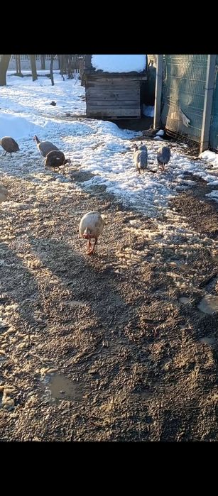 Vând bibilici din 2025