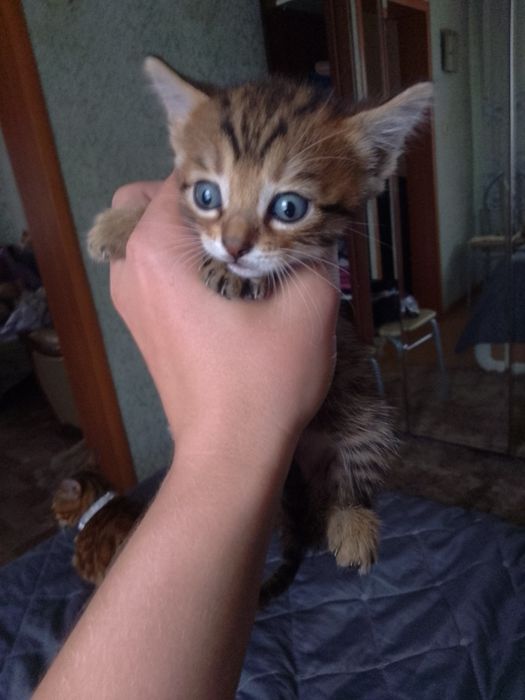 Бенгальские котята