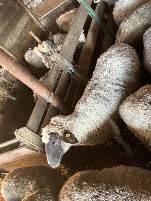 Oi de vanzare si un berbec