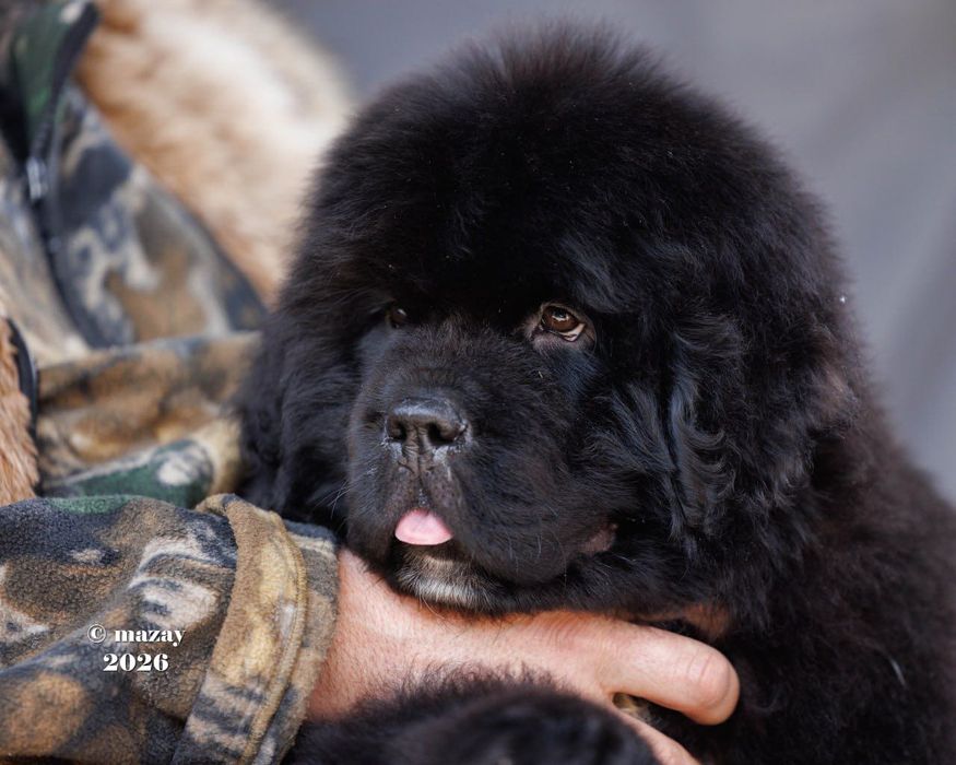 Продаю щенка Ньюфаундленда
