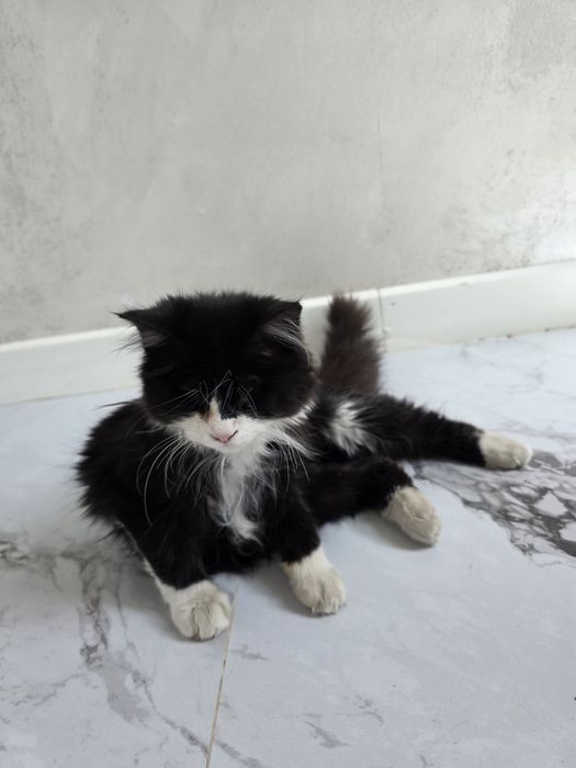 Кошки оба не видят