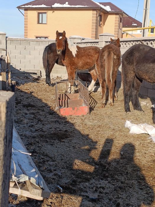 Жабағы Қосшыда тұр