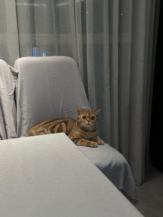 Нужна кошка для кота