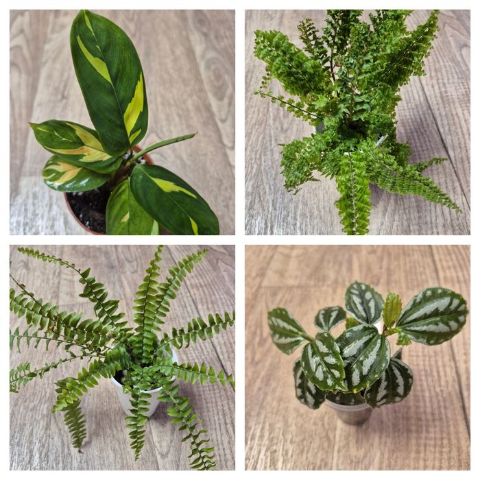 Продам комнатные цветы