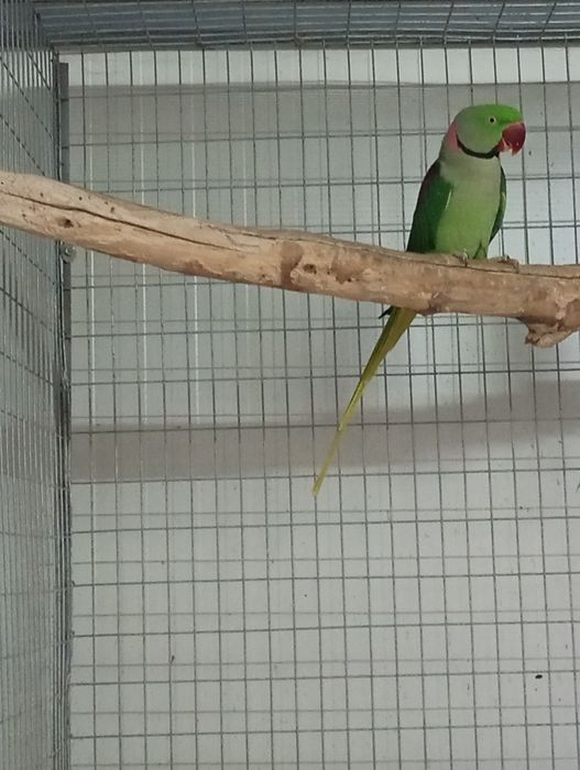 Papagal marele Alexandru