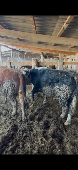 Бычки откорм  5 месяцев