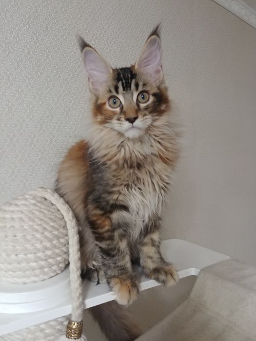 Кошечка Мейн-кун