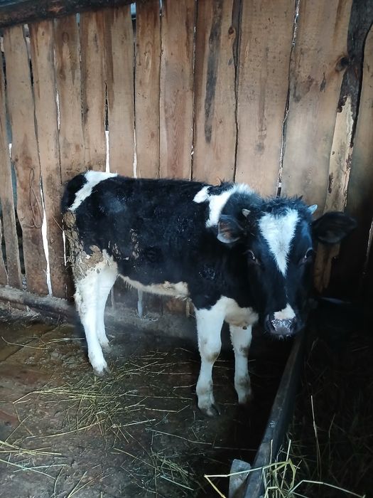 Тайынша сатылады тайынша