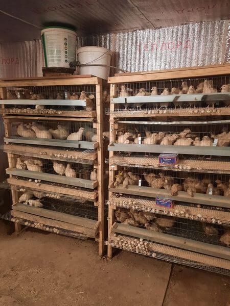 2 Бөдене қорасы бар