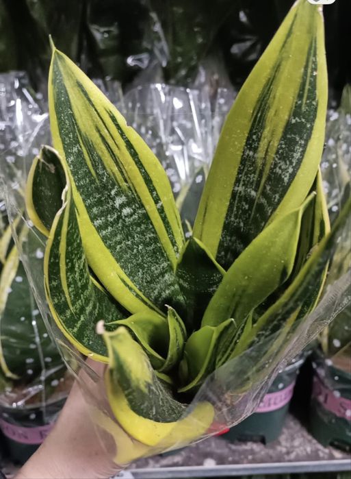 Продам сансивиерии .