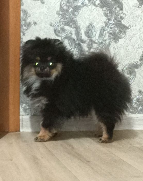 Собака для состоятельных людей