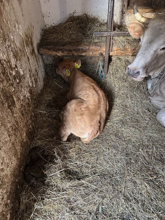 Vitel 5 saptamani angus 3000