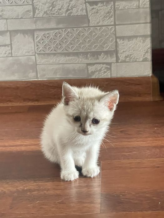 Котенки.        .
