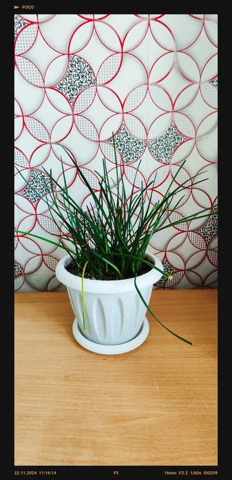 Продам Цветы комнатные