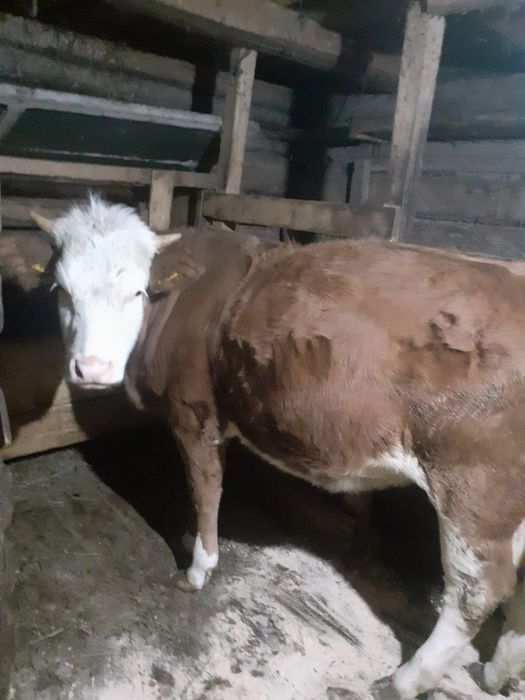 Junică bălțată gestantă