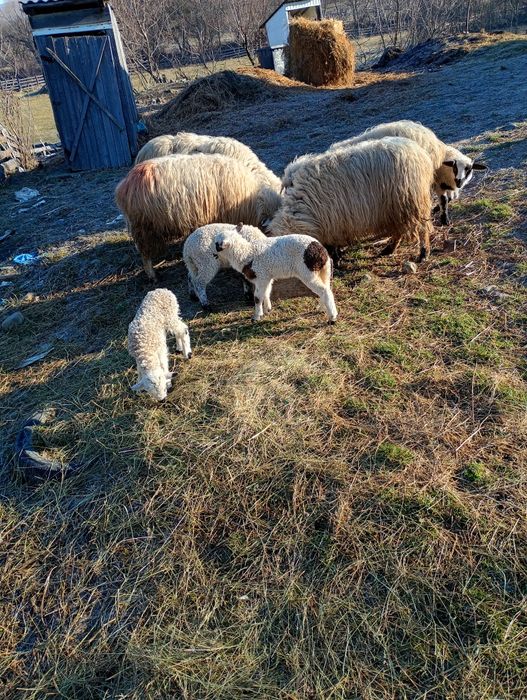 Avem 15 oi de vînzare