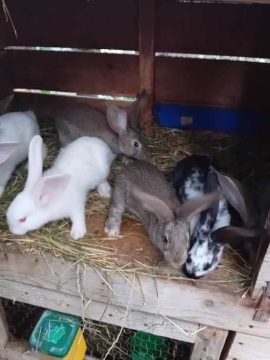 Iepurași disponibili