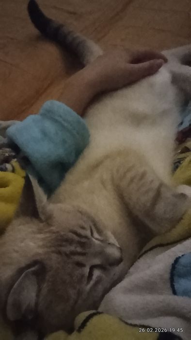 Отдаётся кот в добрые руки