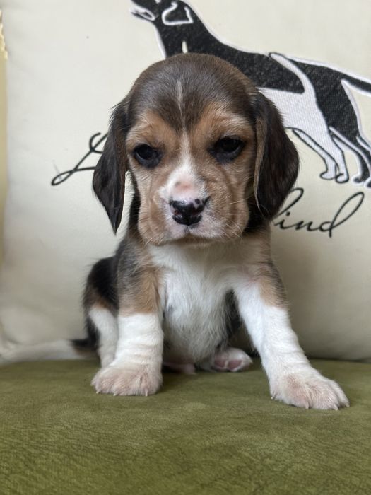 Щенки бигля, питомник, документы