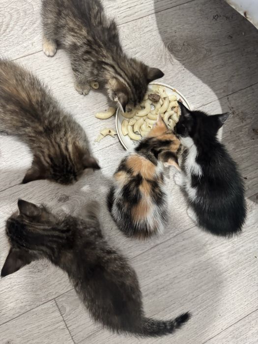 Отдадим в добрые руки, котят, 1,5 мес