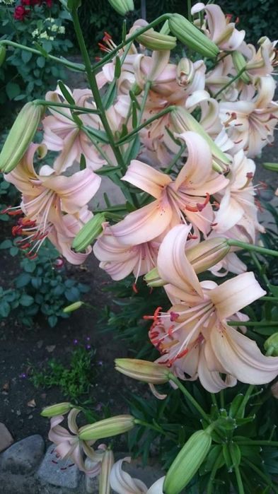 Продам рассаду цветов