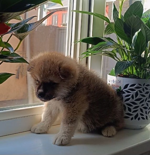 Алименты щенок японской акита