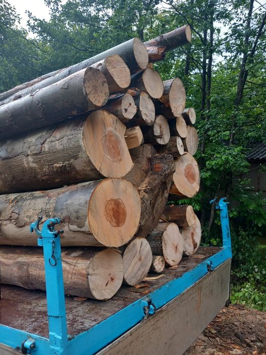 Buștean fag foc fag  fără putregai