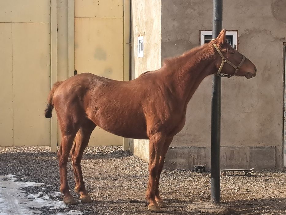 Продам  Кабылка Бйе Лошадь Айгыр