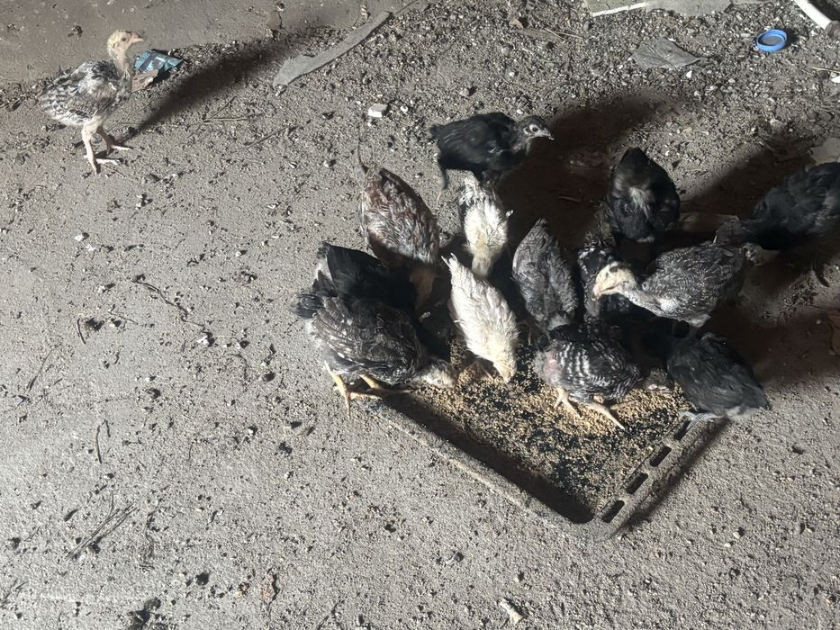 Куры домашние и цыплята