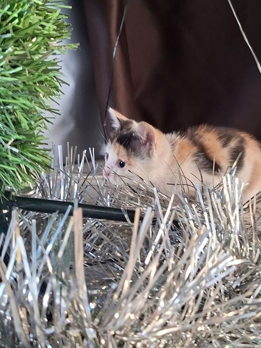 отдам даром в добрые руки