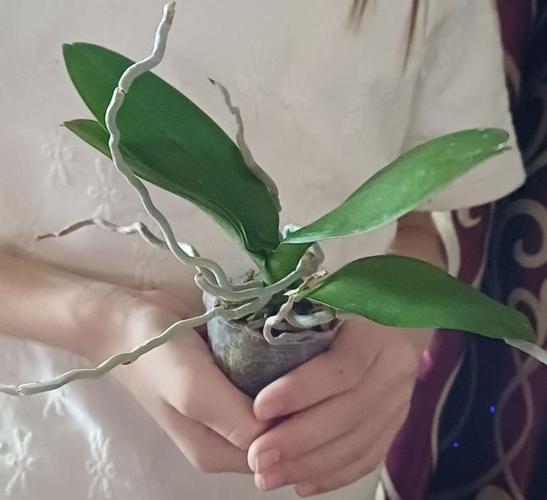 Орхидея       Орхидея