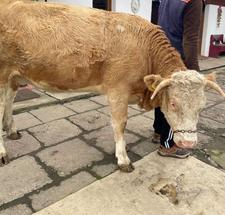 Junincă - la prima fătare