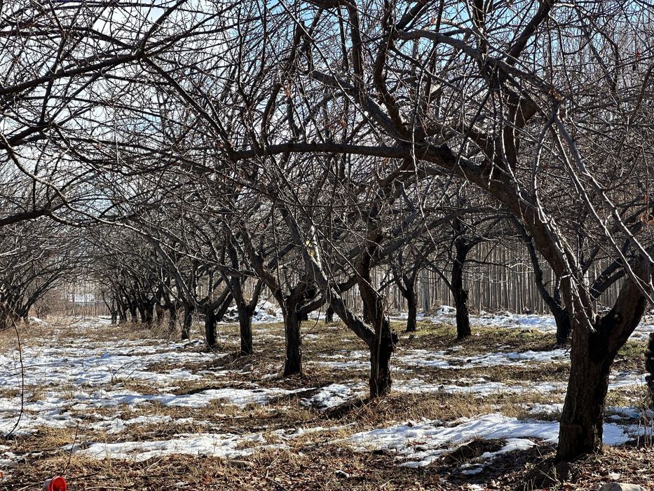 Daraxt sotiladi 200 ta sliva