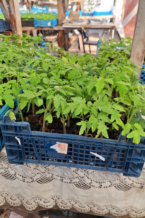 Рассада огурцы и помидоры  в стаканчиках