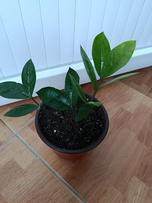 Долларовое дерево.