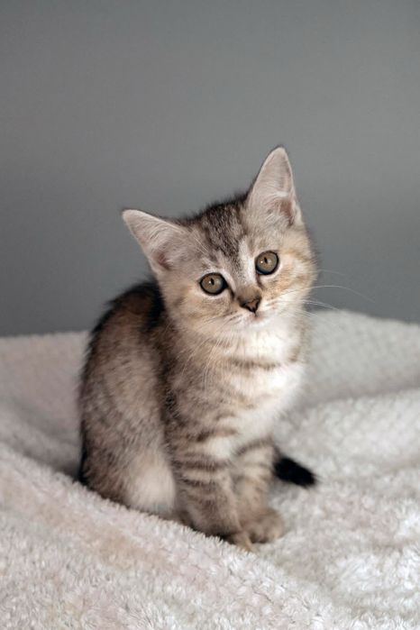 Котятки в добрые руки)