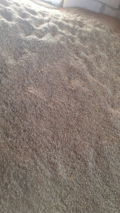 Vând ovăz bulgăresc