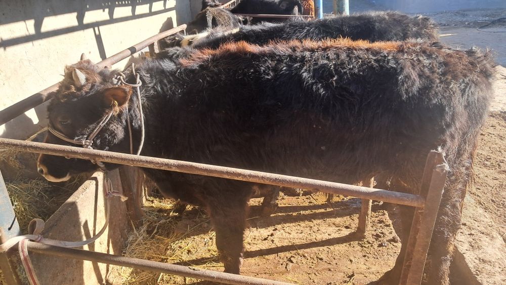 Продаёться бычки