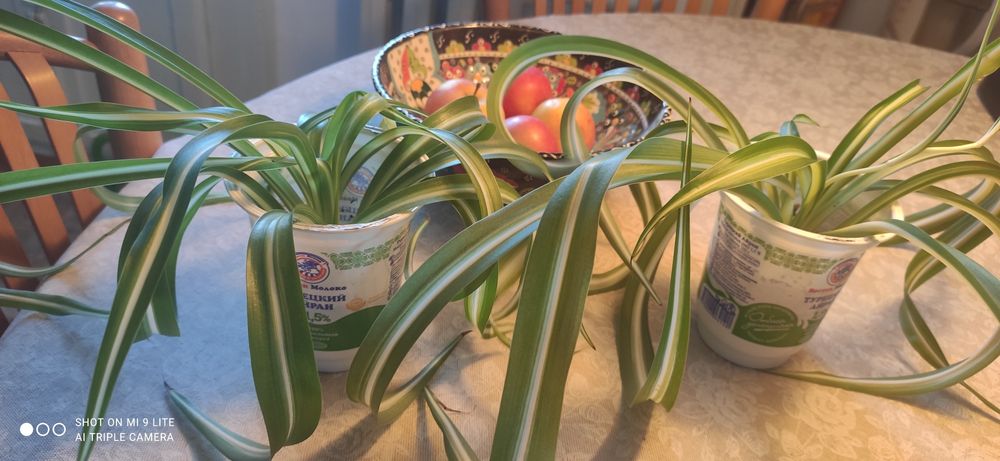 Продам укорененные молодые растения