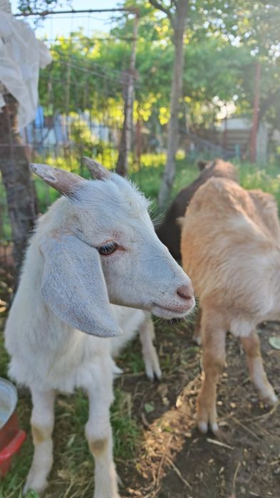 4 Capre și 5 Iezi românești
