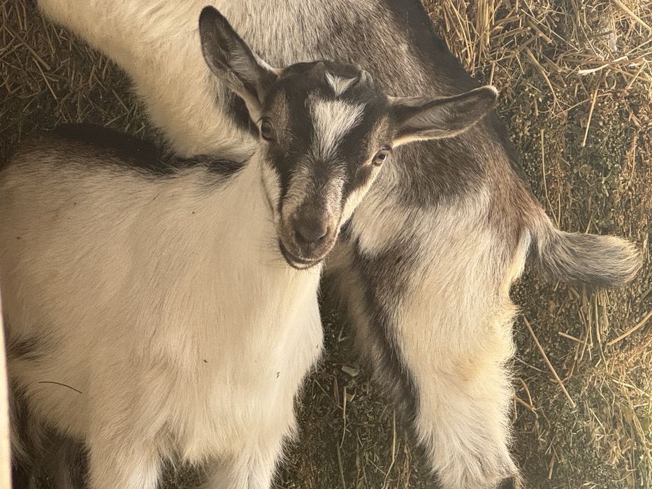 Альпийские козлята, мальчики