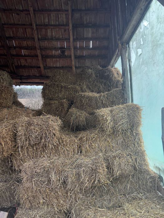 Vând baloți paie de ovăz